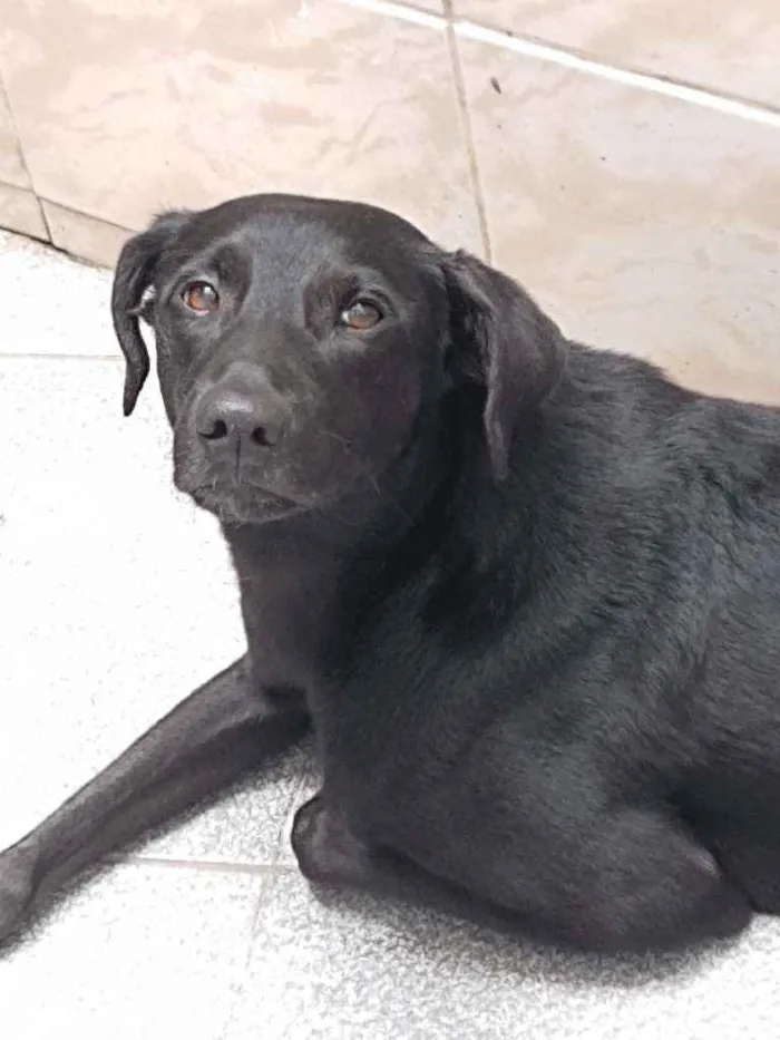 Cachorro ra a Srd idade 1 ano nome Nego
