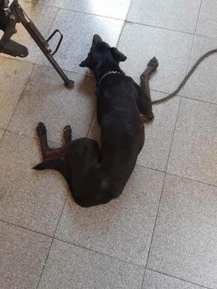 Cachorro ra a Srd idade 1 ano nome Nego