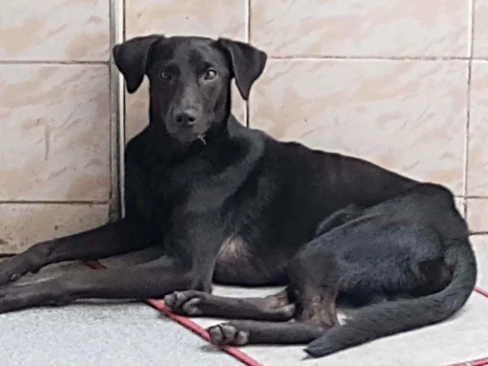 Cachorro ra a Srd idade 1 ano nome Nego