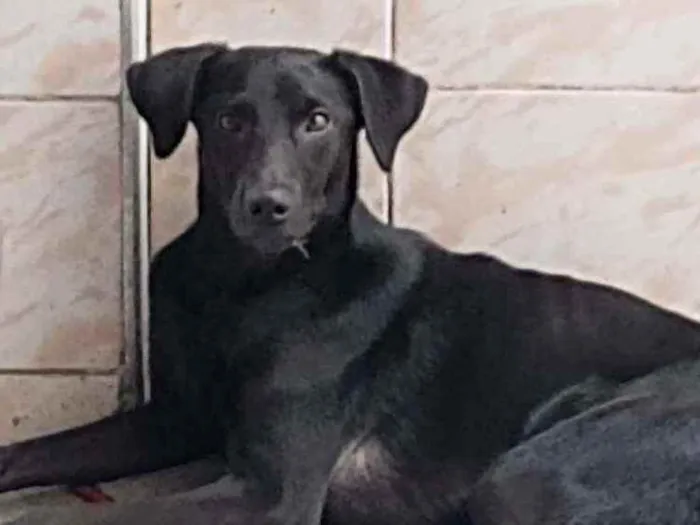 Cachorro ra a Srd idade 1 ano nome Nego