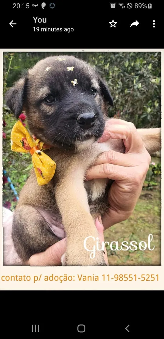 Cachorro ra a SRD idade Abaixo de 2 meses nome Filhotes para adoção