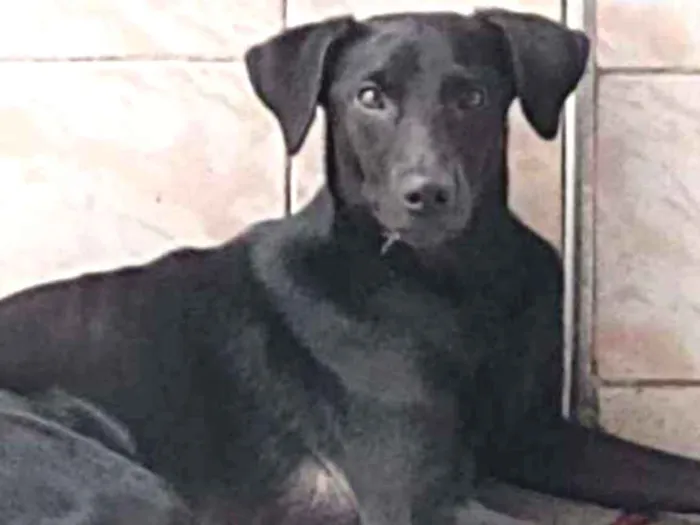Cachorro ra a Srd idade 1 ano nome Nego