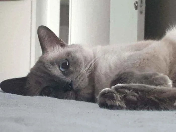 Gato ra a S/Raça  idade 6 ou mais anos nome Luigi 