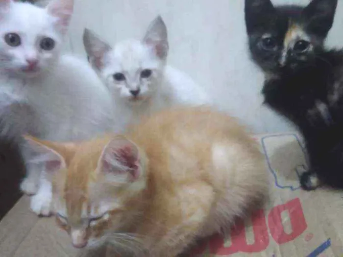 Gato ra a Srd idade Abaixo de 2 meses nome Bbs gatinhos 