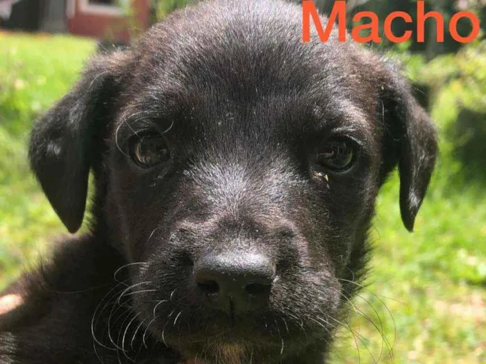 Cachorro ra a  idade Abaixo de 2 meses nome Filhotes 