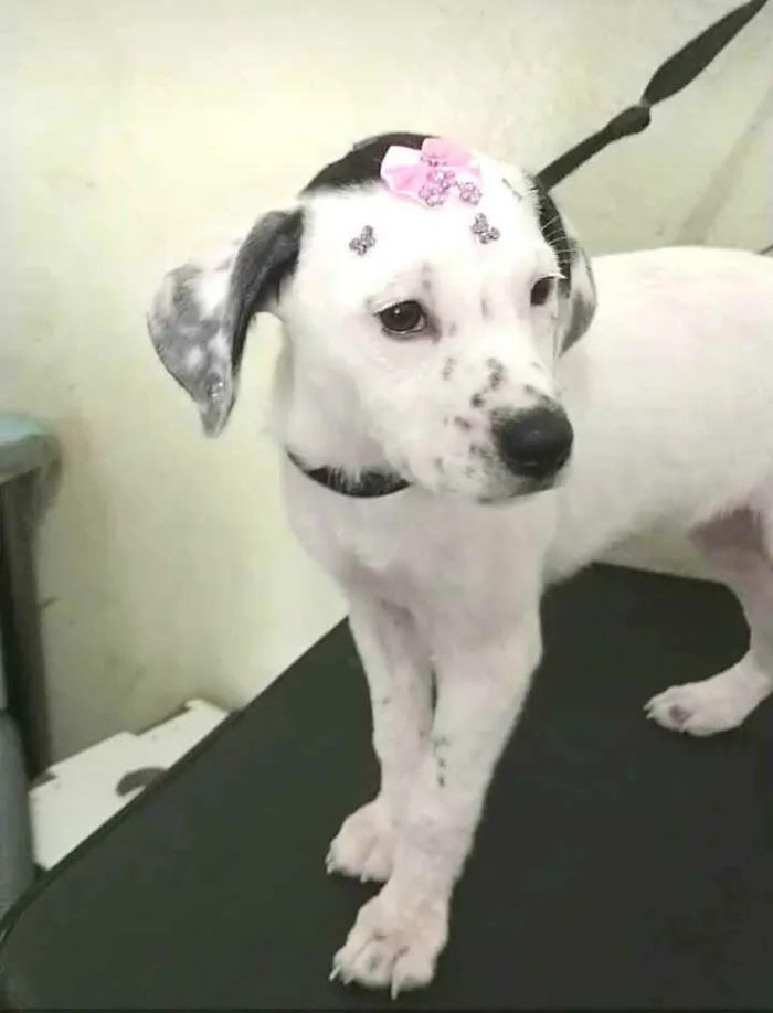Cachorro ra a  idade 2 a 6 meses nome Catarina