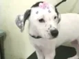 Catarina