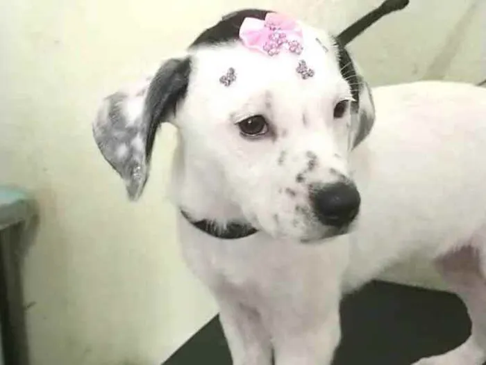 Cachorro ra a  idade 2 a 6 meses nome Catarina