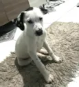 Catarina