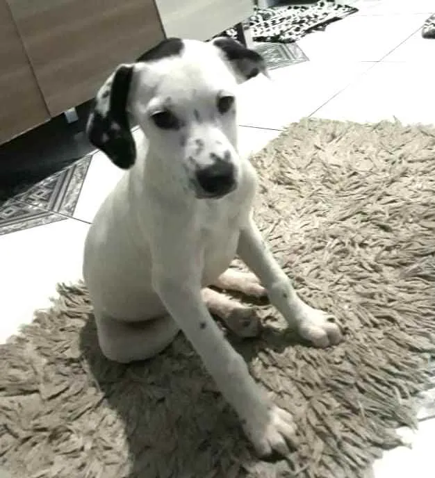 Cachorro ra a  idade 2 a 6 meses nome Catarina