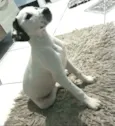 Catarina