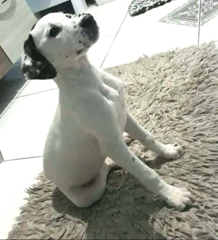 Cachorro ra a  idade 2 a 6 meses nome Catarina