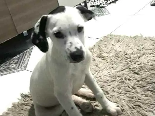 Cachorro ra a  idade 2 a 6 meses nome Catarina