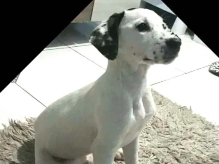 Cachorro ra a  idade 2 a 6 meses nome Catarina