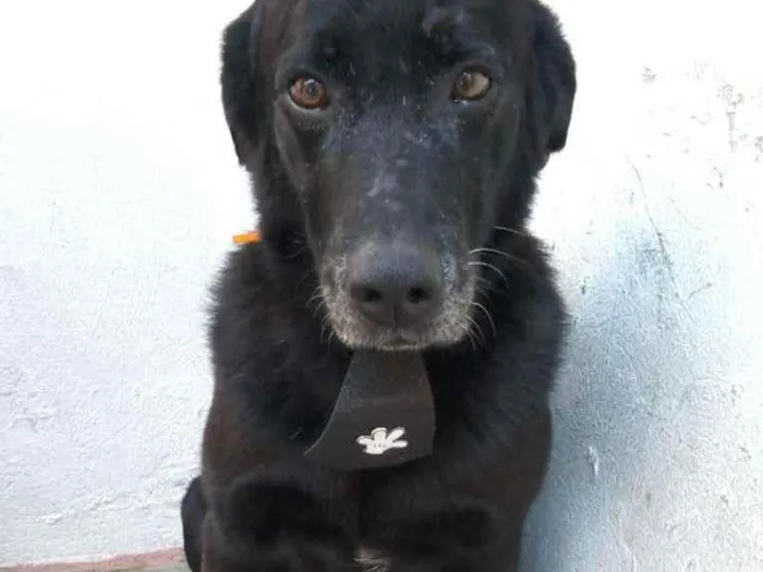 Cachorro raça SRD idade 2 anos nome Bruce