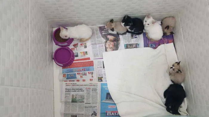 Gato ra a SRD idade Abaixo de 2 meses nome Filhotes