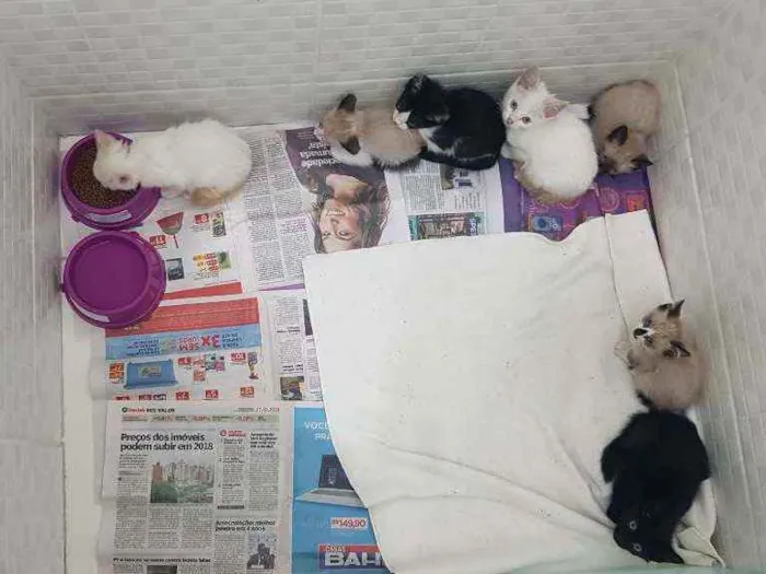 Gato ra a SRD idade Abaixo de 2 meses nome Filhotes