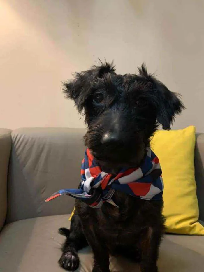 Cachorro raça SRD idade 3 anos nome Baruck