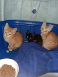 Bbs gatinhos