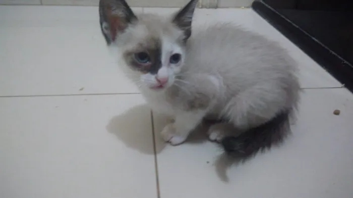 Gato ra a Srd idade Abaixo de 2 meses nome Bbs gatinhos 