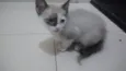 Bbs gatinhos