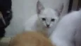 Bbs gatinhos