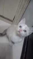 Bbs gatinhos