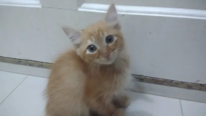 Gato ra a Srd idade Abaixo de 2 meses nome Bbs gatinhos 
