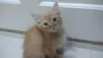 Bbs gatinhos