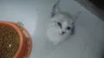 Bbs gatinhos