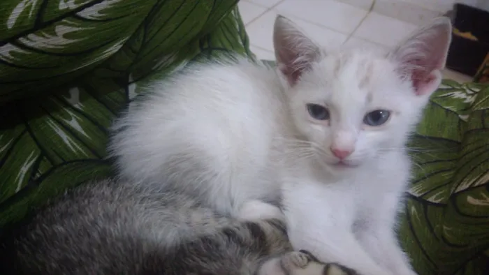 Gato ra a Srd idade Abaixo de 2 meses nome Bbs gatinhos 