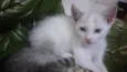 Bbs gatinhos