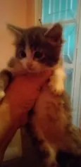 Bbs gatinhos