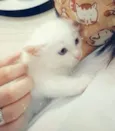 Bbs gatinhos