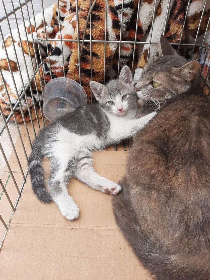 Gato ra a Srd idade Abaixo de 2 meses nome Bbs gatinhos 
