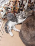 Bbs gatinhos
