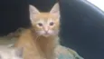 Bbs gatinhos