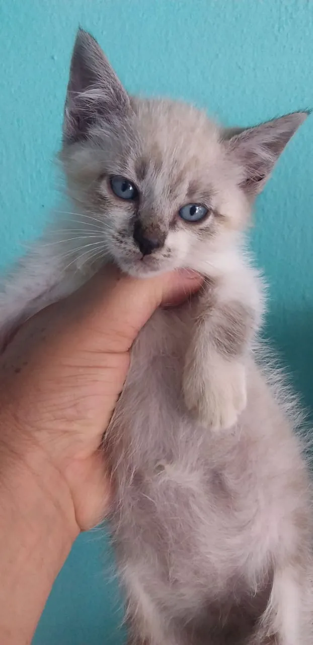 Gato ra a Srd idade Abaixo de 2 meses nome Bbs gatinhos 