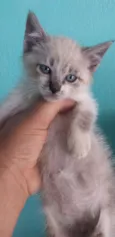 Bbs gatinhos