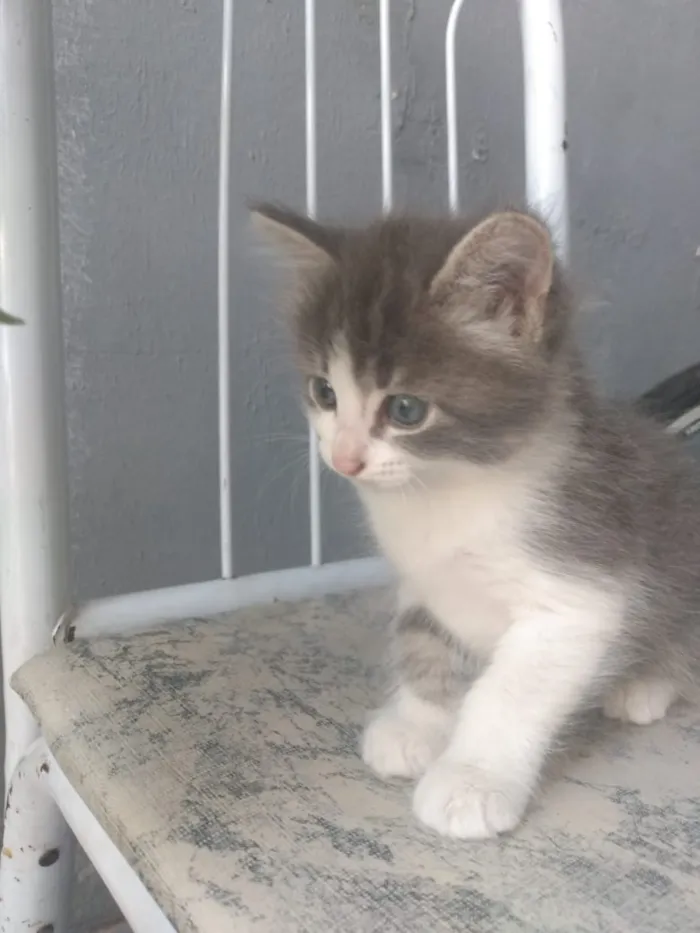 Gato ra a Srd idade Abaixo de 2 meses nome Bbs gatinhos 