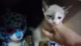 Bbs gatinhos