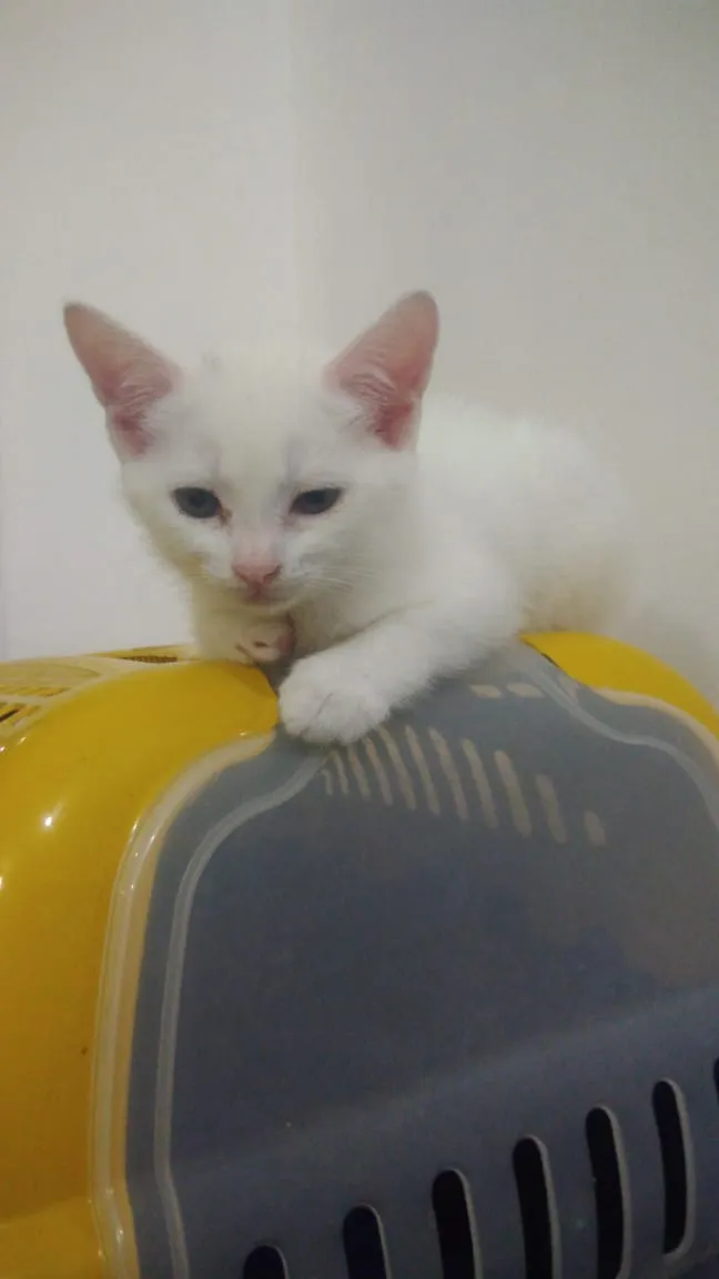 Gato ra a Srd idade Abaixo de 2 meses nome Bbs gatinhos 