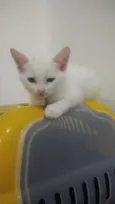 Bbs gatinhos
