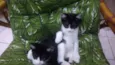 Bbs gatinhos