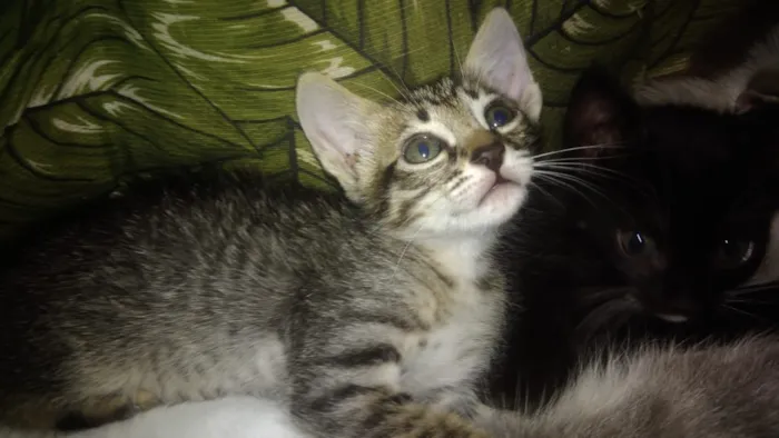 Gato ra a Srd idade Abaixo de 2 meses nome Bbs gatinhos 