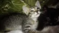 Bbs gatinhos