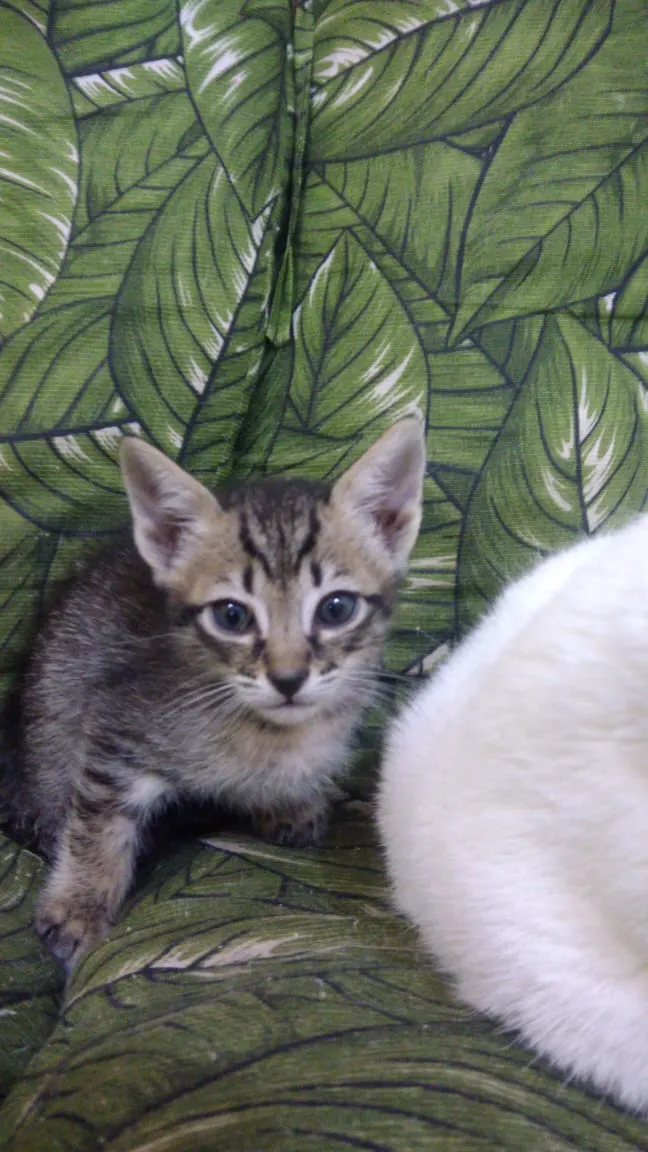 Gato ra a Srd idade Abaixo de 2 meses nome Bbs gatinhos 
