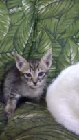 Bbs gatinhos