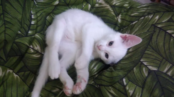 Gato ra a Srd idade Abaixo de 2 meses nome Bbs gatinhos 