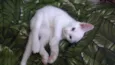 Bbs gatinhos